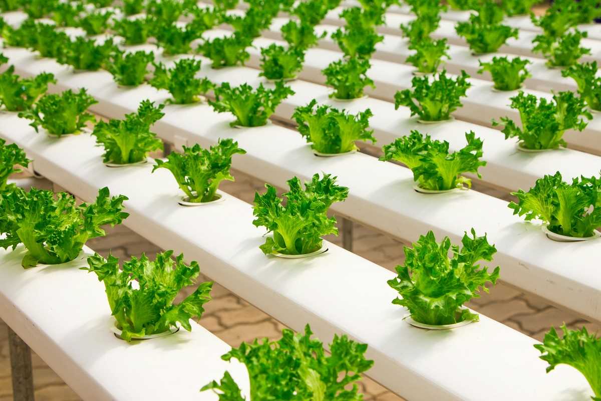 Tech-Driven Agriculture Businesses for Urban Entrepreneurs